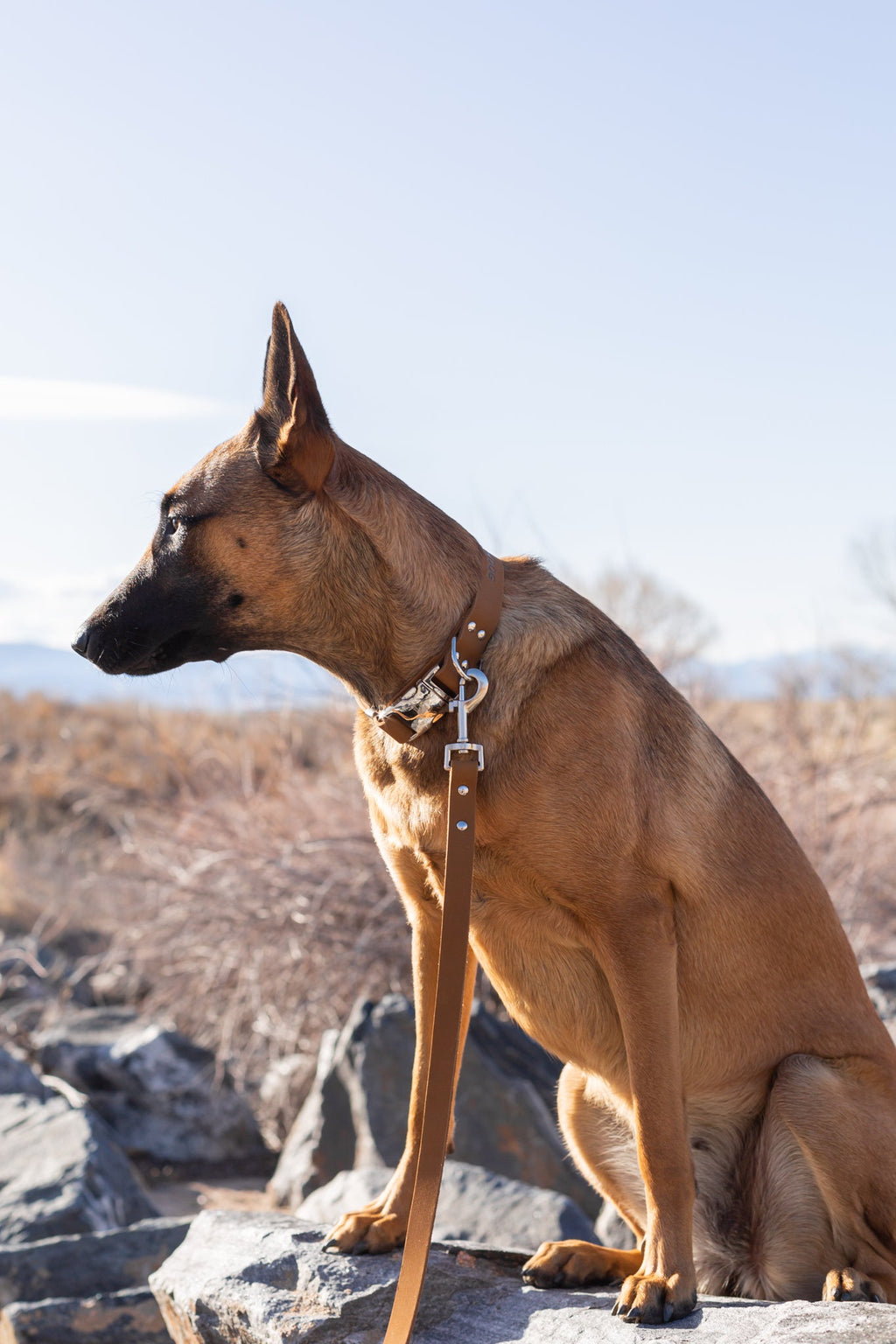 Modern Style Leather Dog Leash – alternate view 9