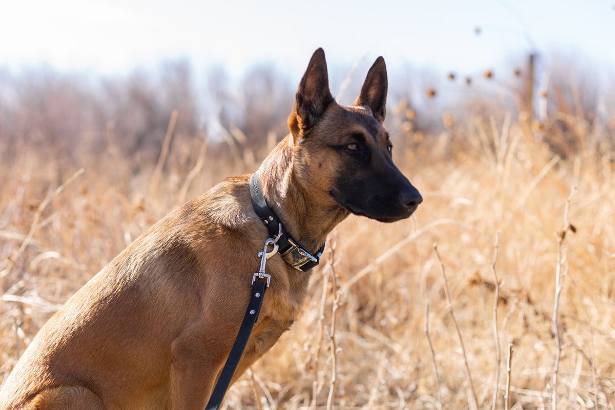 Modern Style Leather Dog Leash – alternate view 10