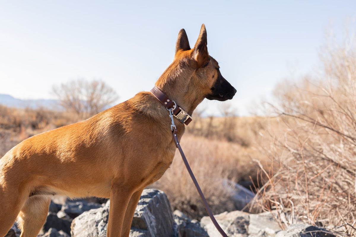 Modern Style Leather Dog Leash – alternate view 8