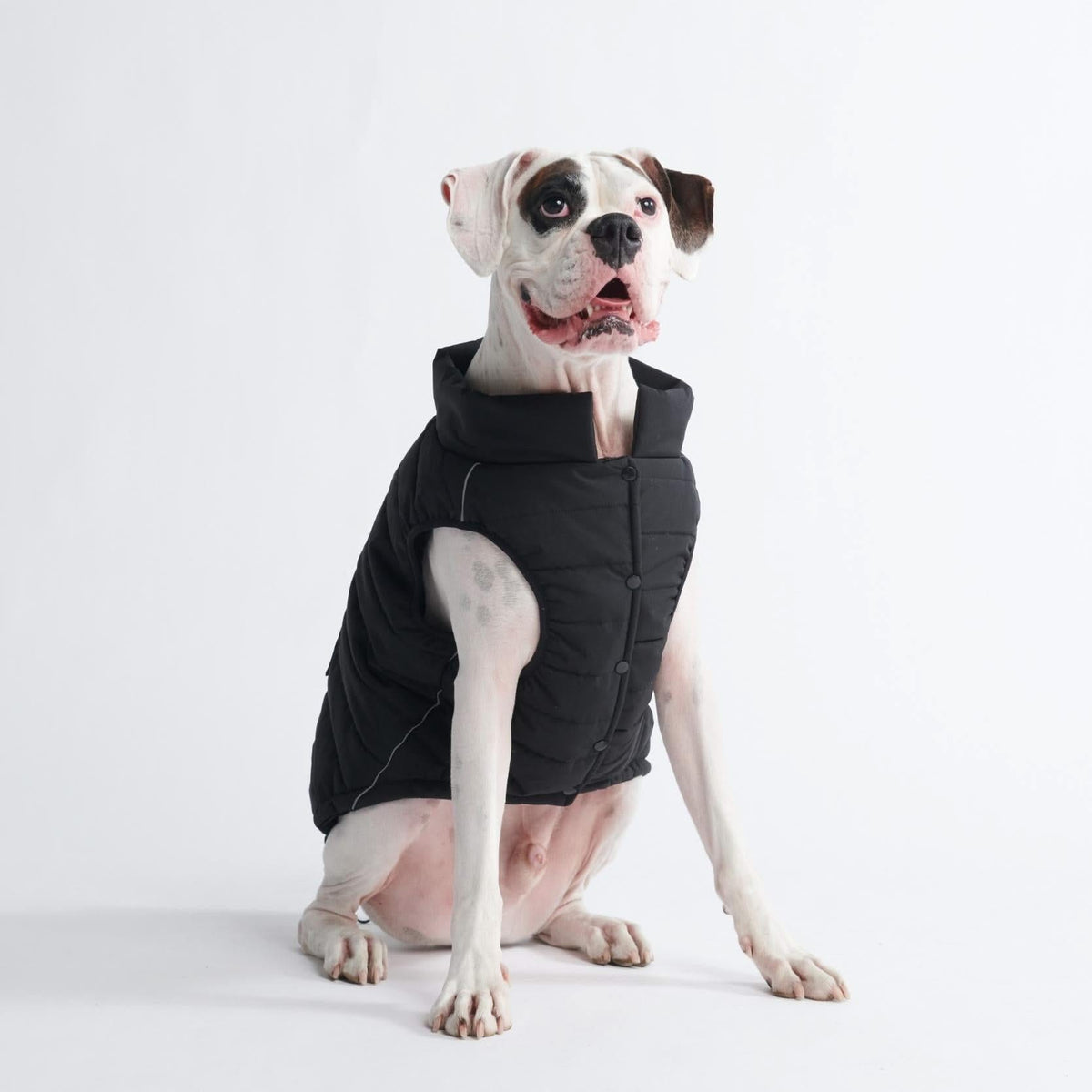 WarmShield Water-Resistant Dog Jacket – Black – alternate view 8
