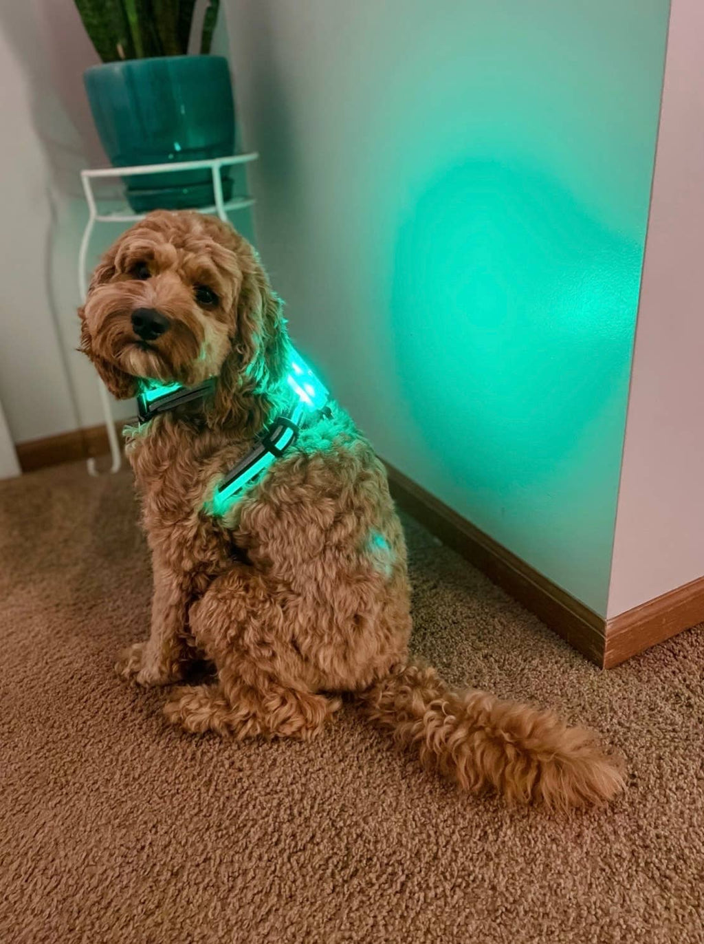 LED Dog Harness – alternate view 7