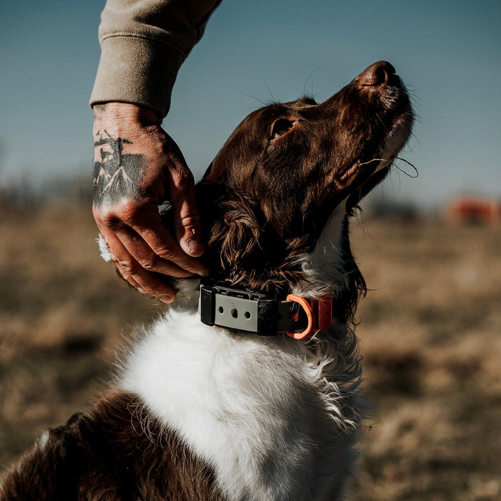 Hoss Straps Dog Training Collar Setup – Adjustable Training Collar – front view