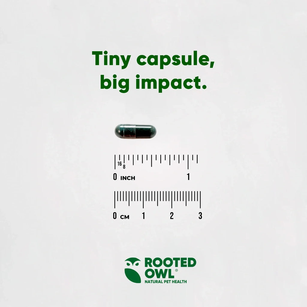 Rooted Owl Spirulina and Chlorella supplement capsules – photo 5 of 9