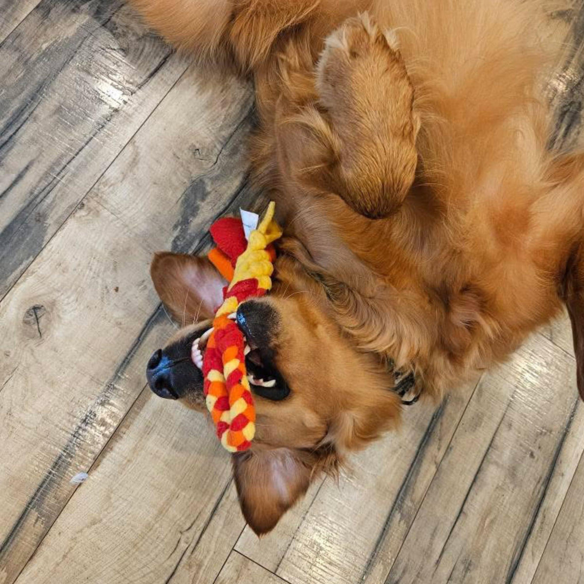 Interactive Fleece Tug Toy for Dogs Orange – photo 9 of 9