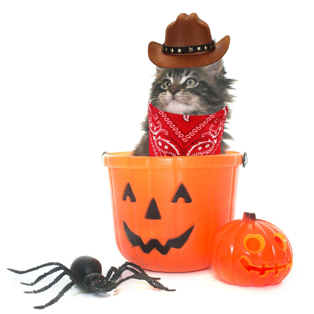 PEUTIER Cowboy Dog Costume Set Hat & Bandana, Brown/Red, Small – photo 3 of 7