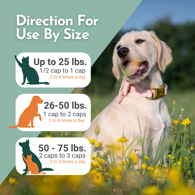 Hista Paws with Quercetin Allergy Support by Dr. Ruth Roberts – photo 10 of 14