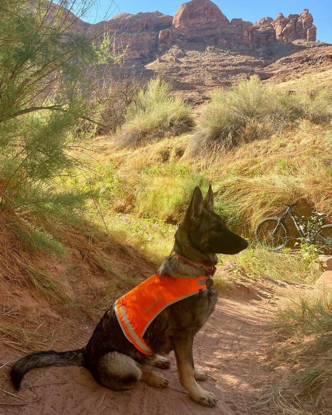 SafetyPUP XD Lite Lightweight Dog Vest S Blaze Orange – photo 7 of 9
