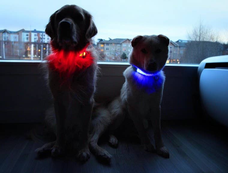 LED Dog Collar: Blue – alternate view 16