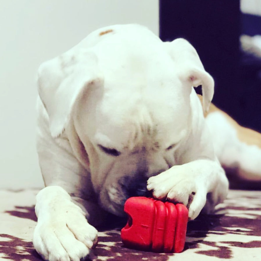 SodaPup Heart on a String red rubber tug dog toy – photo 9 of 10