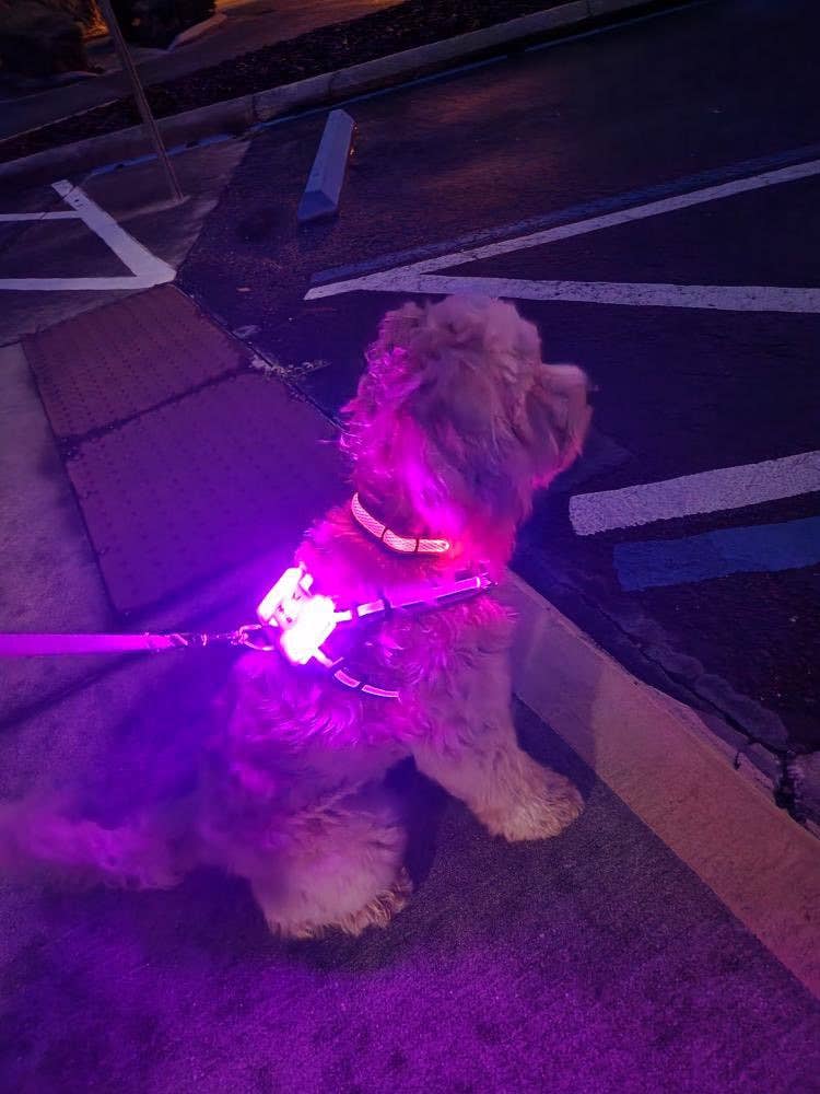 LED Dog Harness – alternate view 11