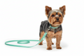 Coastal Pet Single-Ply Nylon Dog Leash Teal 4L x 38W