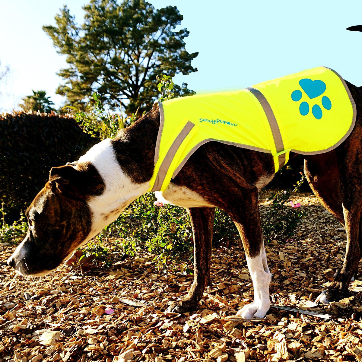 SafetyPUP URBAN Reflective Dog Safety Vest XS Yellow – photo 6 of 6