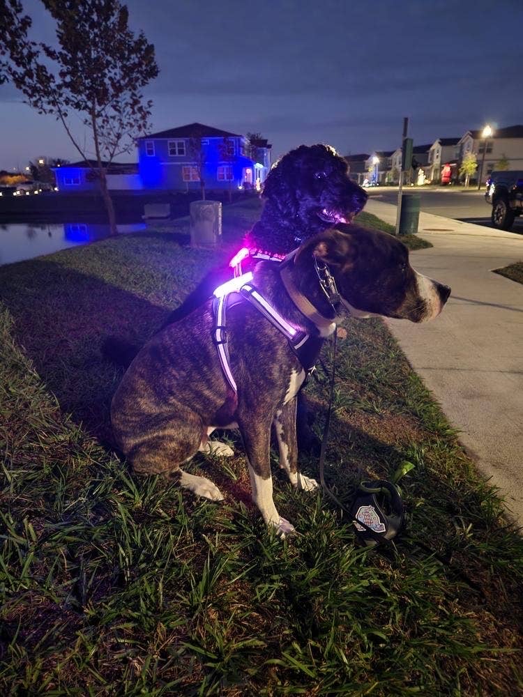 LED Dog Harness – alternate view 8