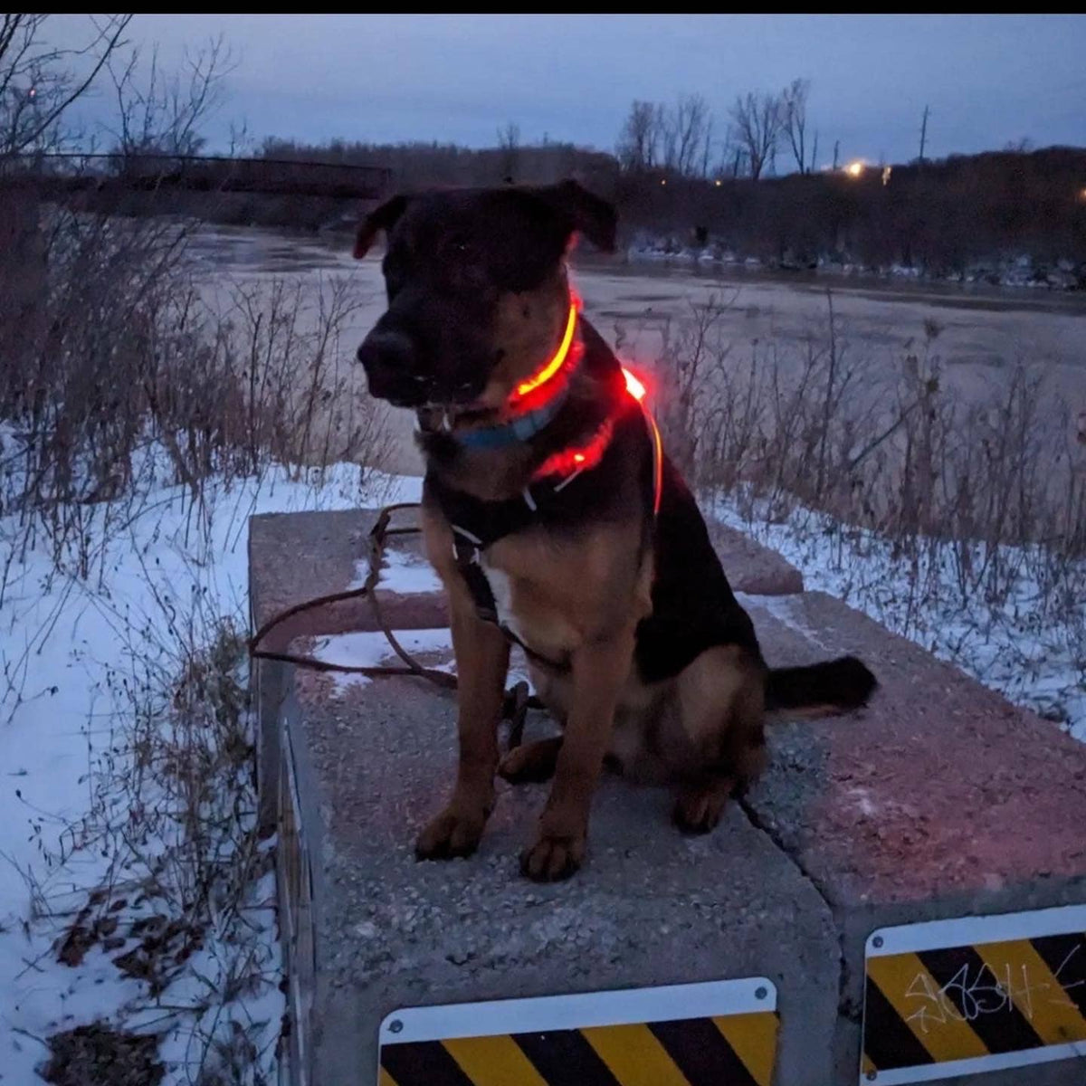 LED Dog Harness – alternate view 6