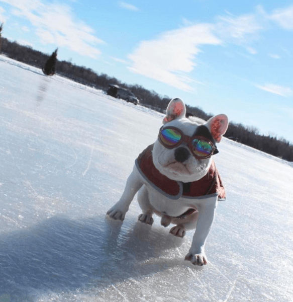 K9 Sport Shades Dog Goggles – alternate view 6