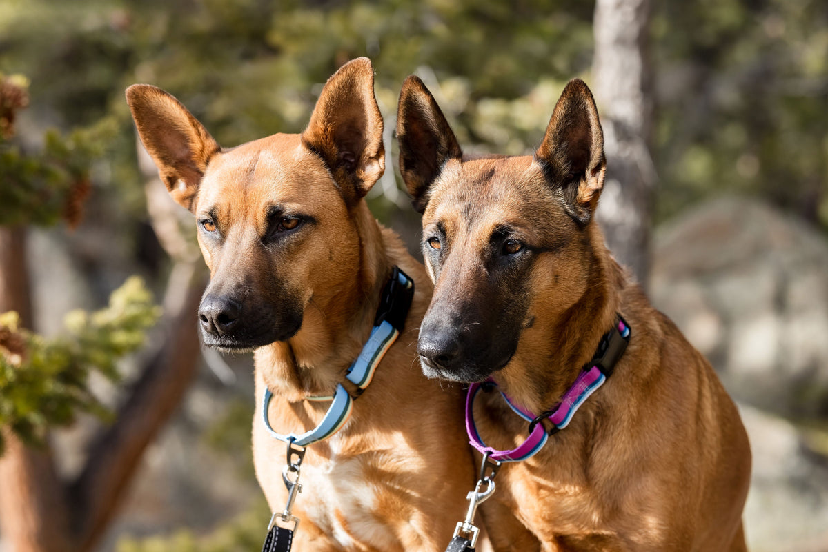 Outdoor Style Nylon Martingale Dog Collar – alternate view 8