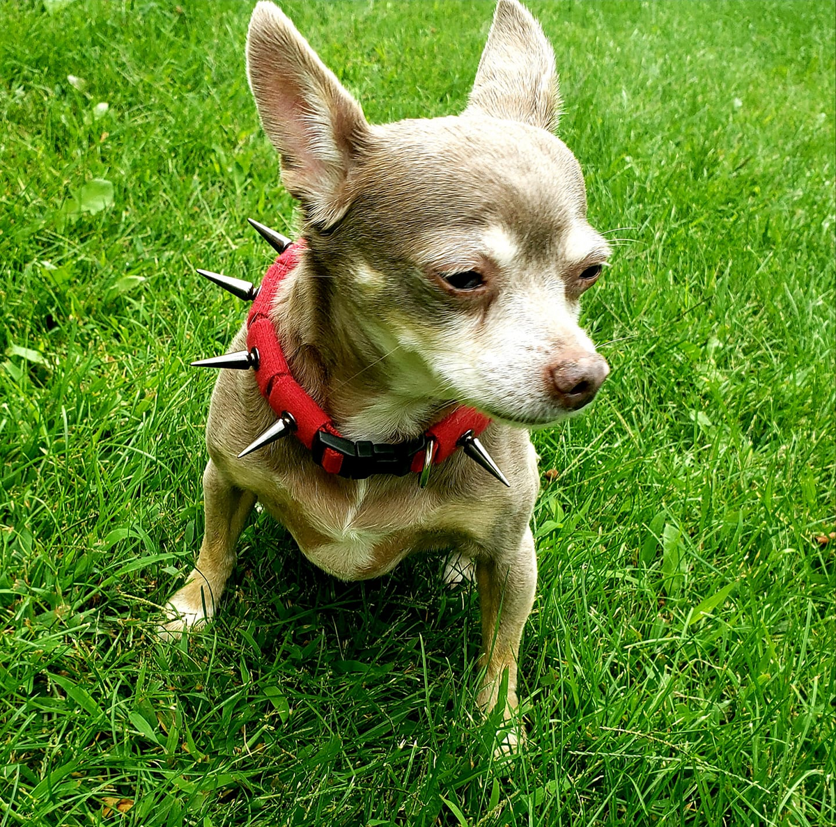 CoyoteCollar – Protective Dog Collar – alternate view 2