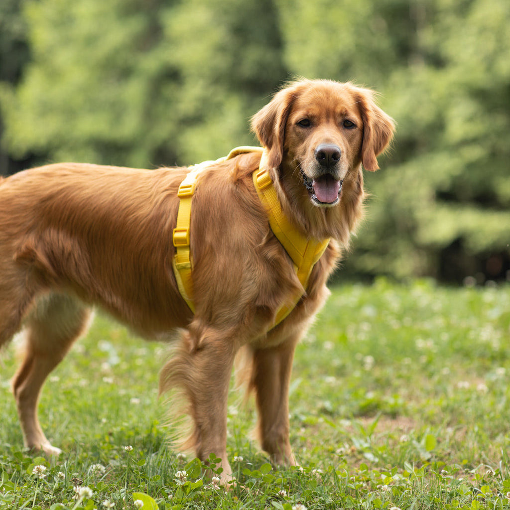 Yellow Velvet Dog Harness, detail view