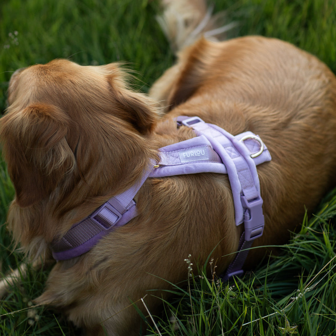 Lilac Velvet Dog Harness, detail view