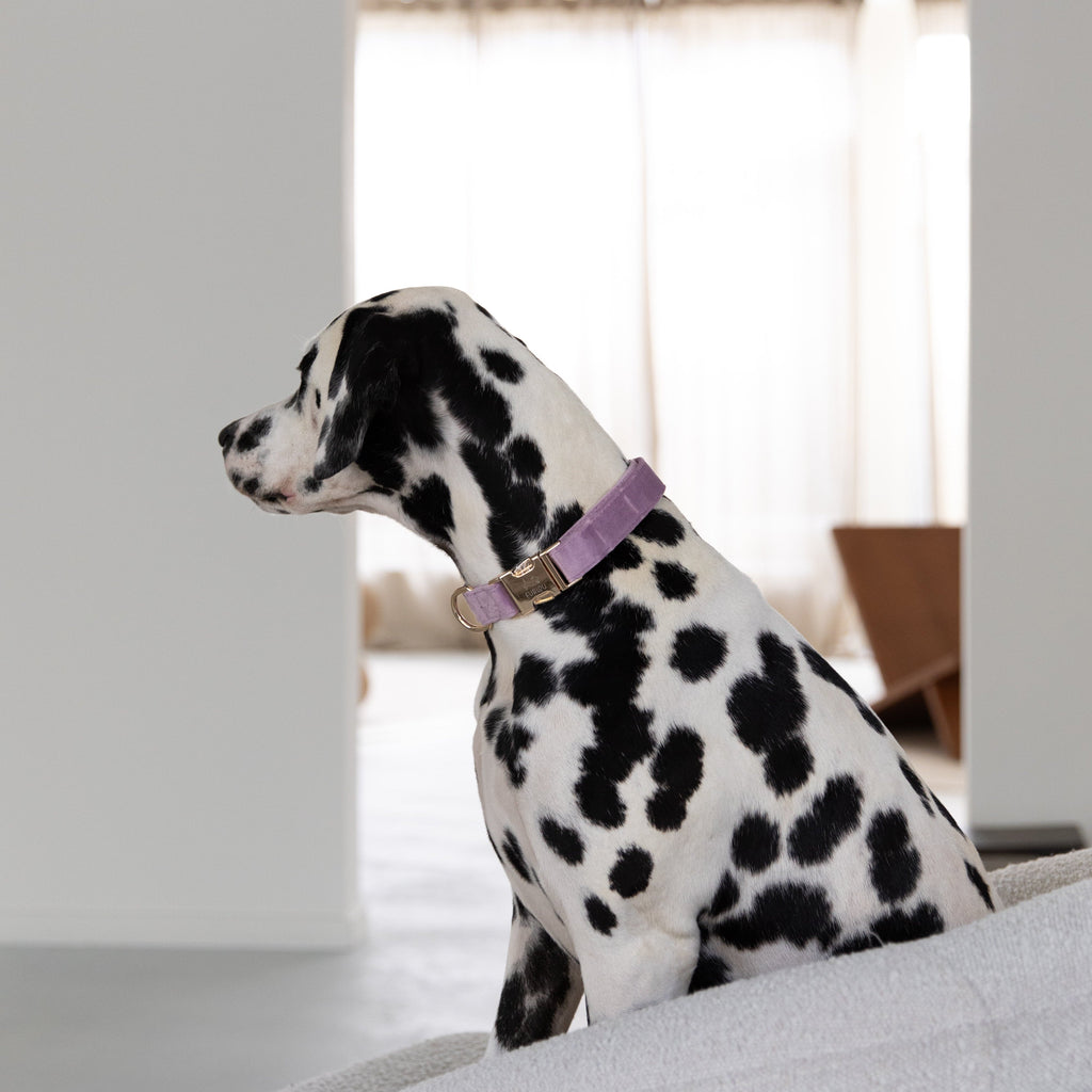 Lilac Velvet Dog Collar, detail view