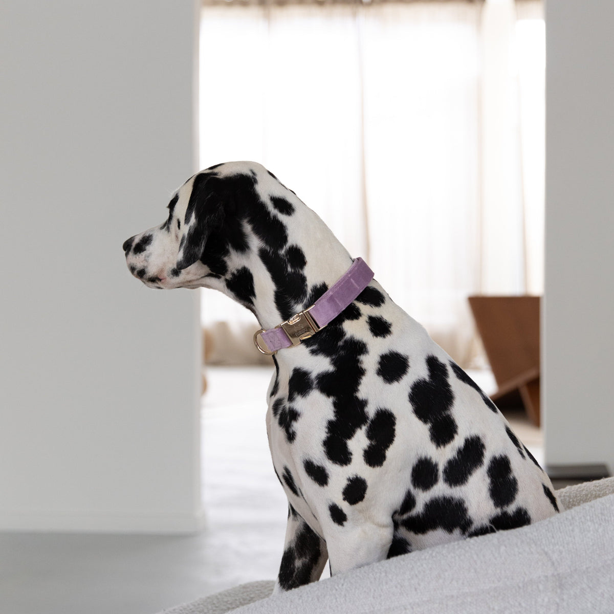 Lilac Velvet Dog Collar, detail view