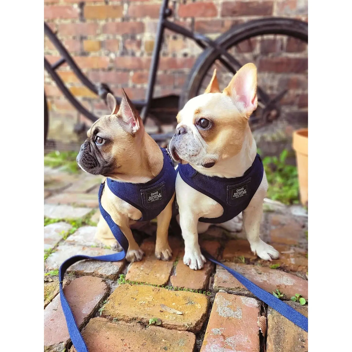 Runway Dog Harness – City Denim – alternate view 2