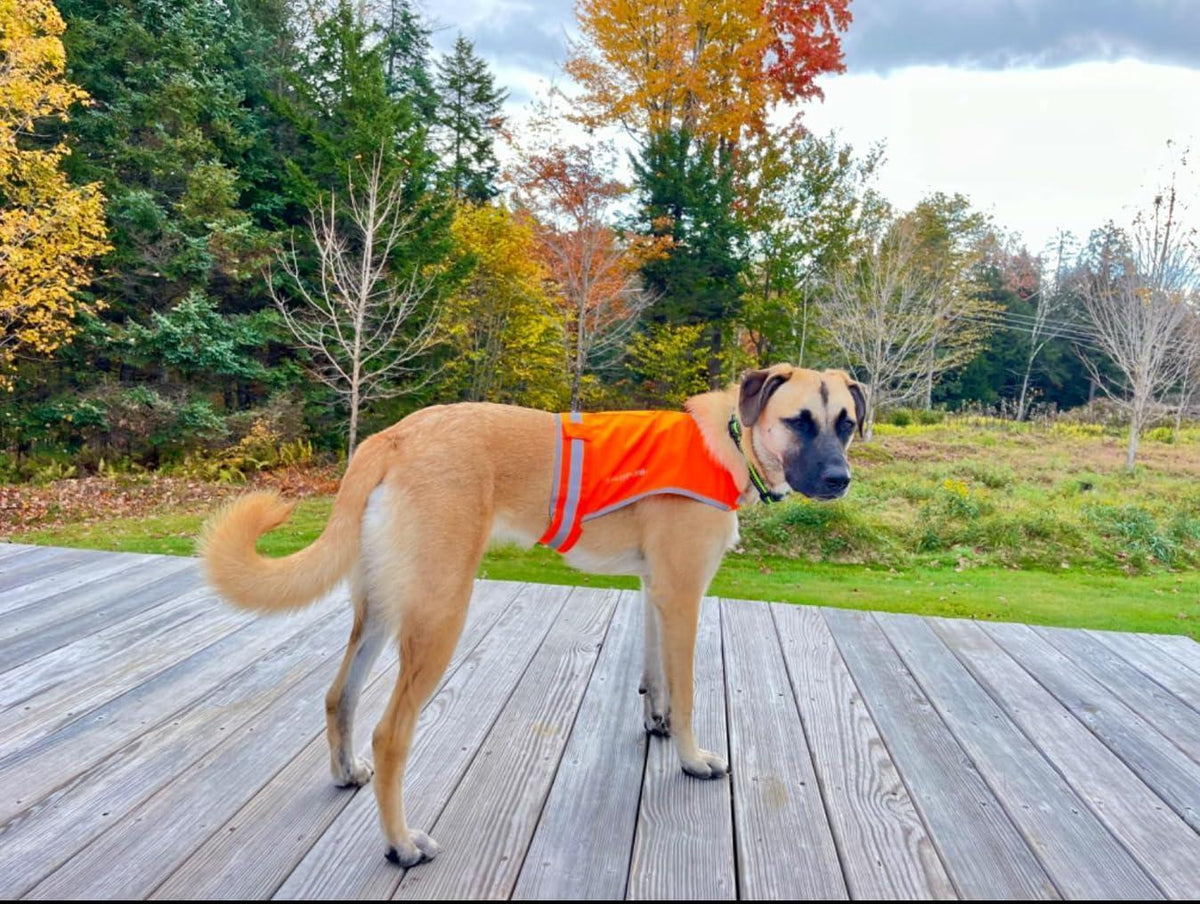 SafetyPUP XD Lite Lightweight Dog Vest S Blaze Orange – photo 9 of 9