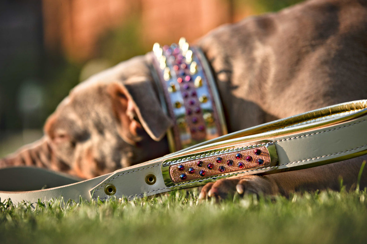Candy Dog Collar – Colorful Adjustable Collar – alternate view 4