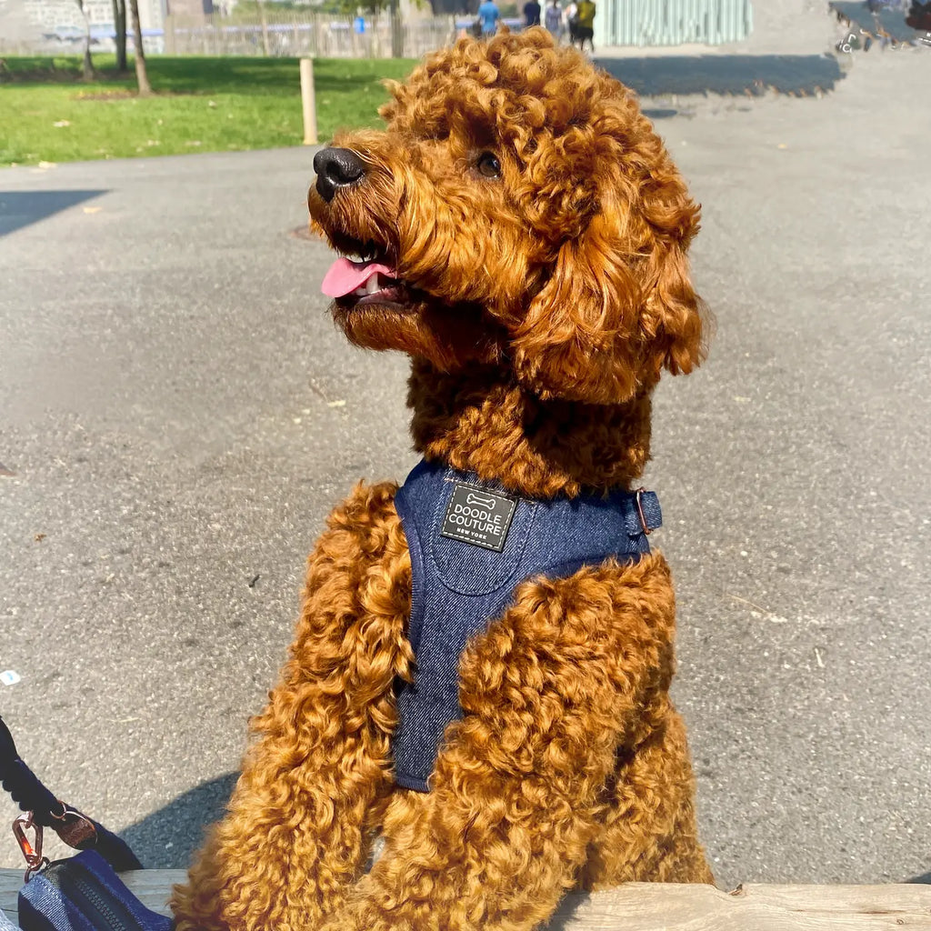 Runway Dog Harness – City Denim – alternate view 3