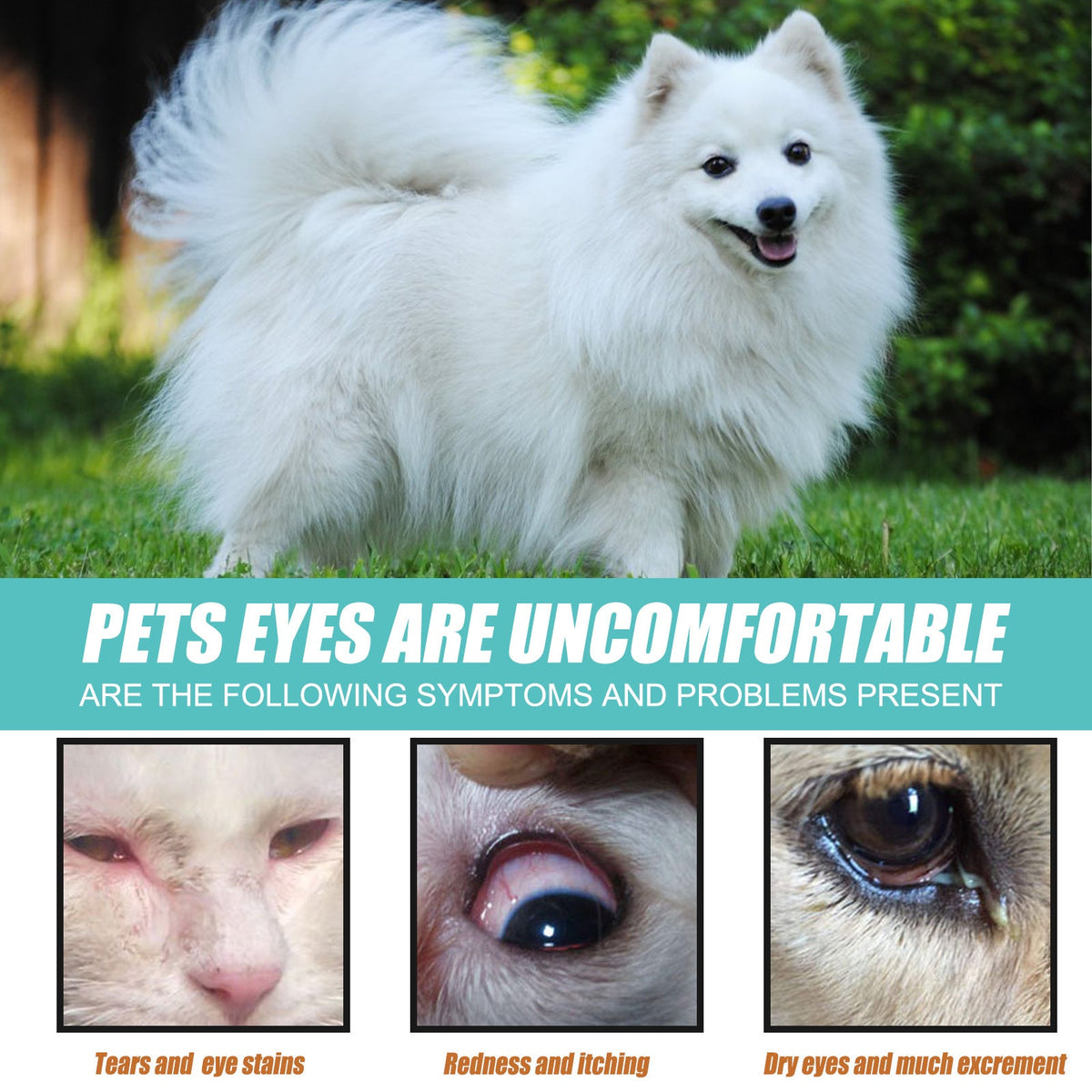 Tear duct serum for dogs and cats eye tear stain remover, applying serum drops to pet's eye