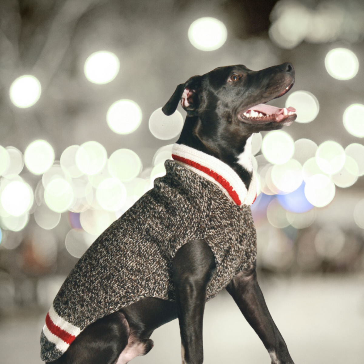 Boyfriend Dog Sweater Black and White Wool with Red Trim – photo 3 of 5