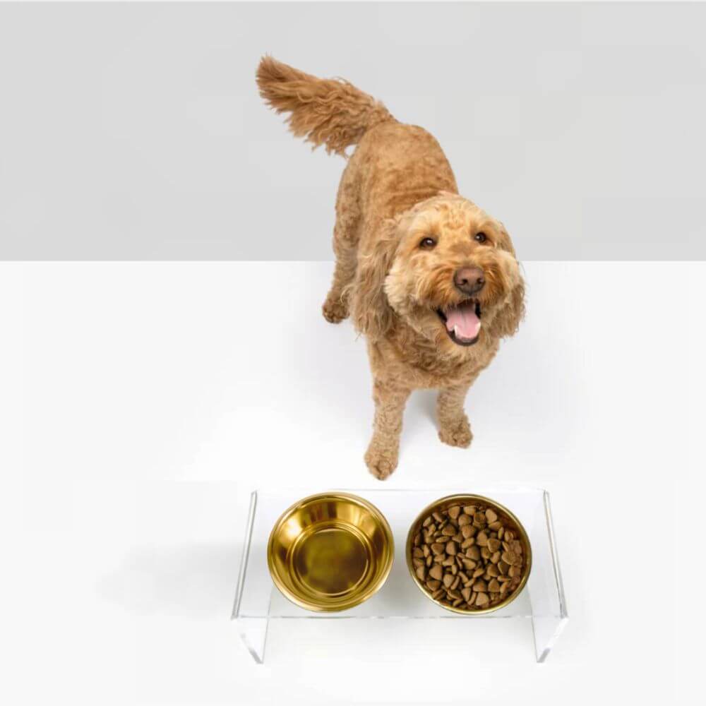 Hiddin Medium Gold Lucite Feeder – Elevated Bowls – alternate view 7