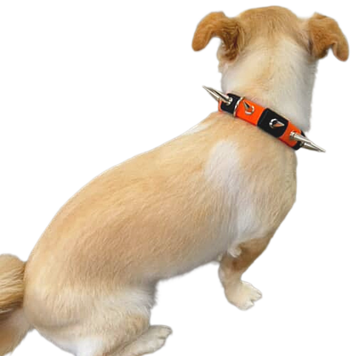 CoyoteCollar – Protective Dog Collar – alternate view 3