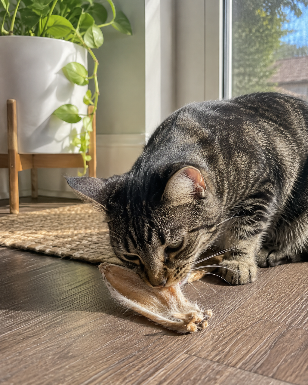 Rabbit Ears Natural Chew for Dogs & Cats – alternate view 4