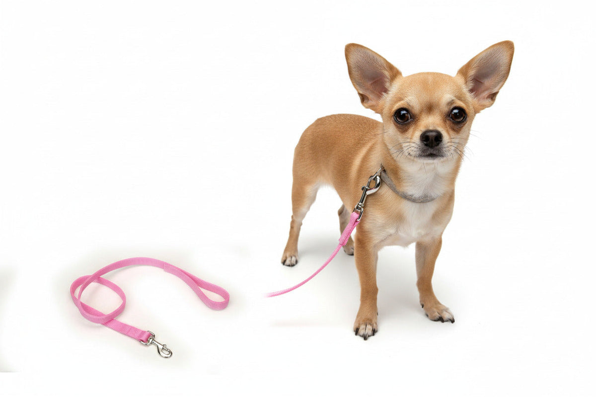 Coastal Pet Nylon Dog Lead 4 ft Bright Pink – photo 1 of 1