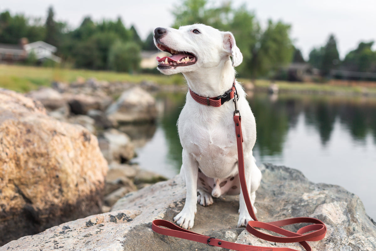 Celtic Sport Quick-Release Leather Dog Collar – alternate view 12