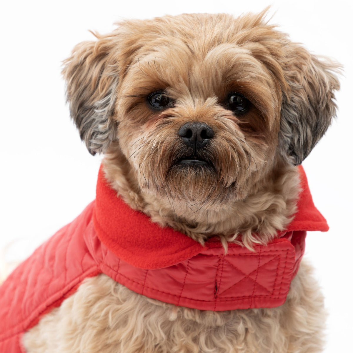 AKC Belly Band Dog Puff Coat Fleece Lined – photo 5 of 13