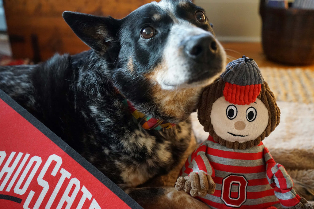 Ncaa Ohio State University Brutus the Buckeye Knottie Plush Dog Toy, lifestyle