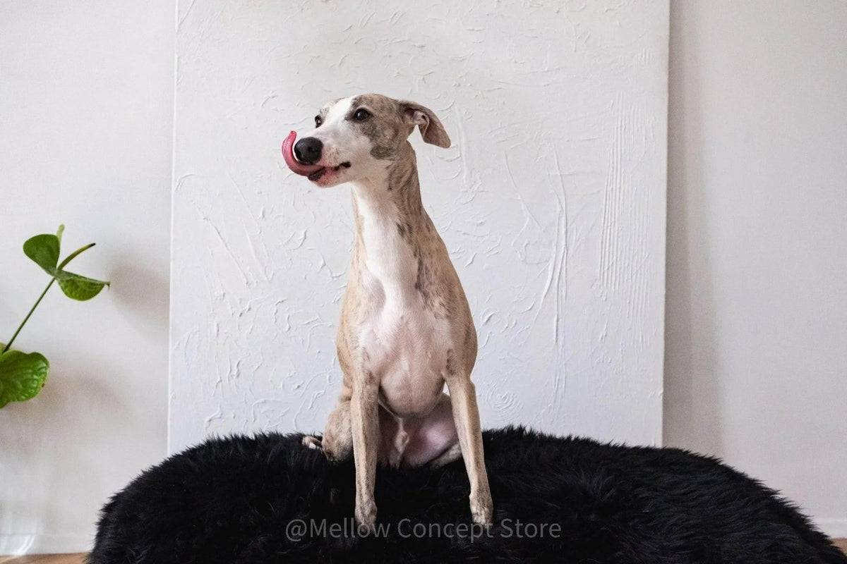 Genuine sheepskin dog bed with natural temperature regulation