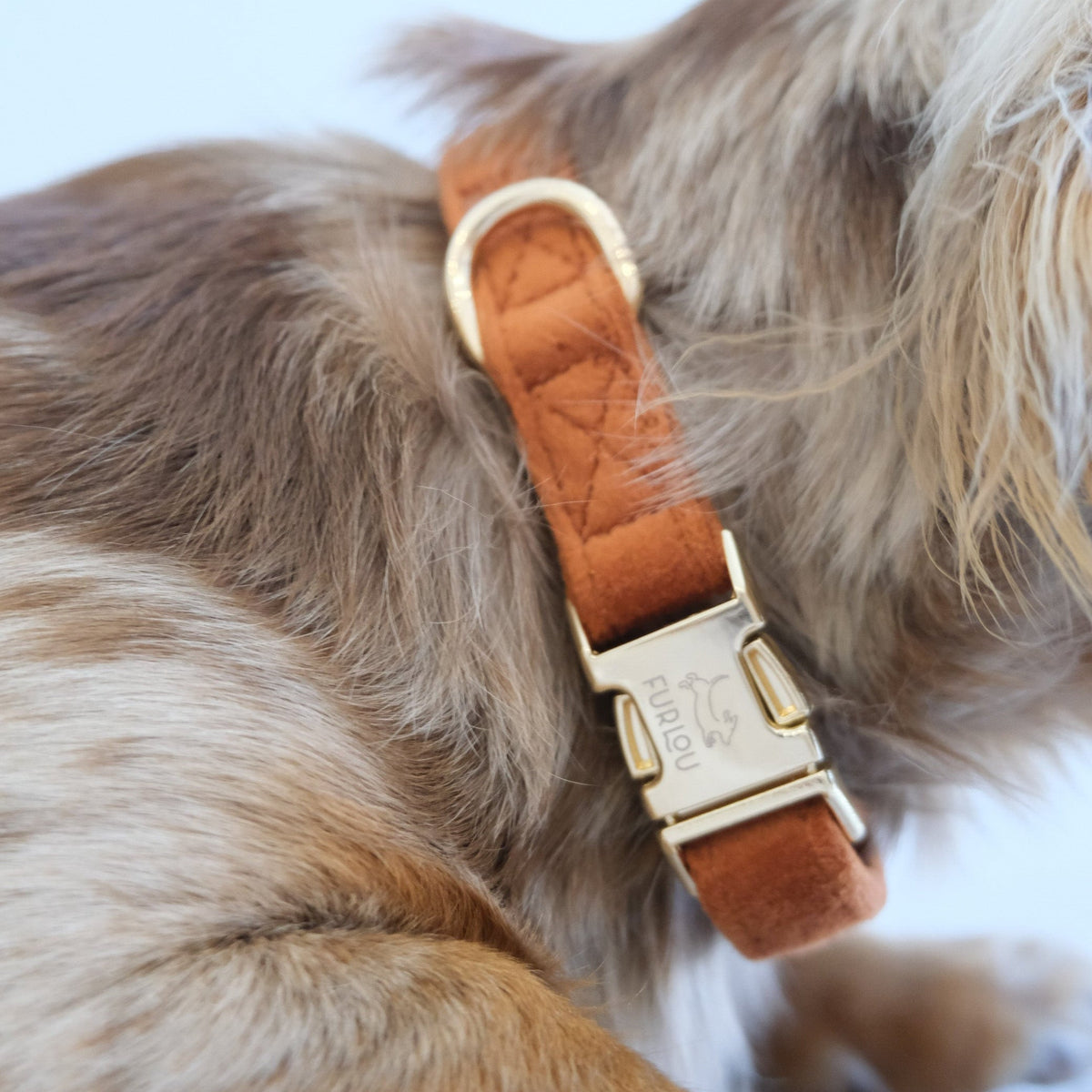 Clay Velvet Dog Collar, detail view