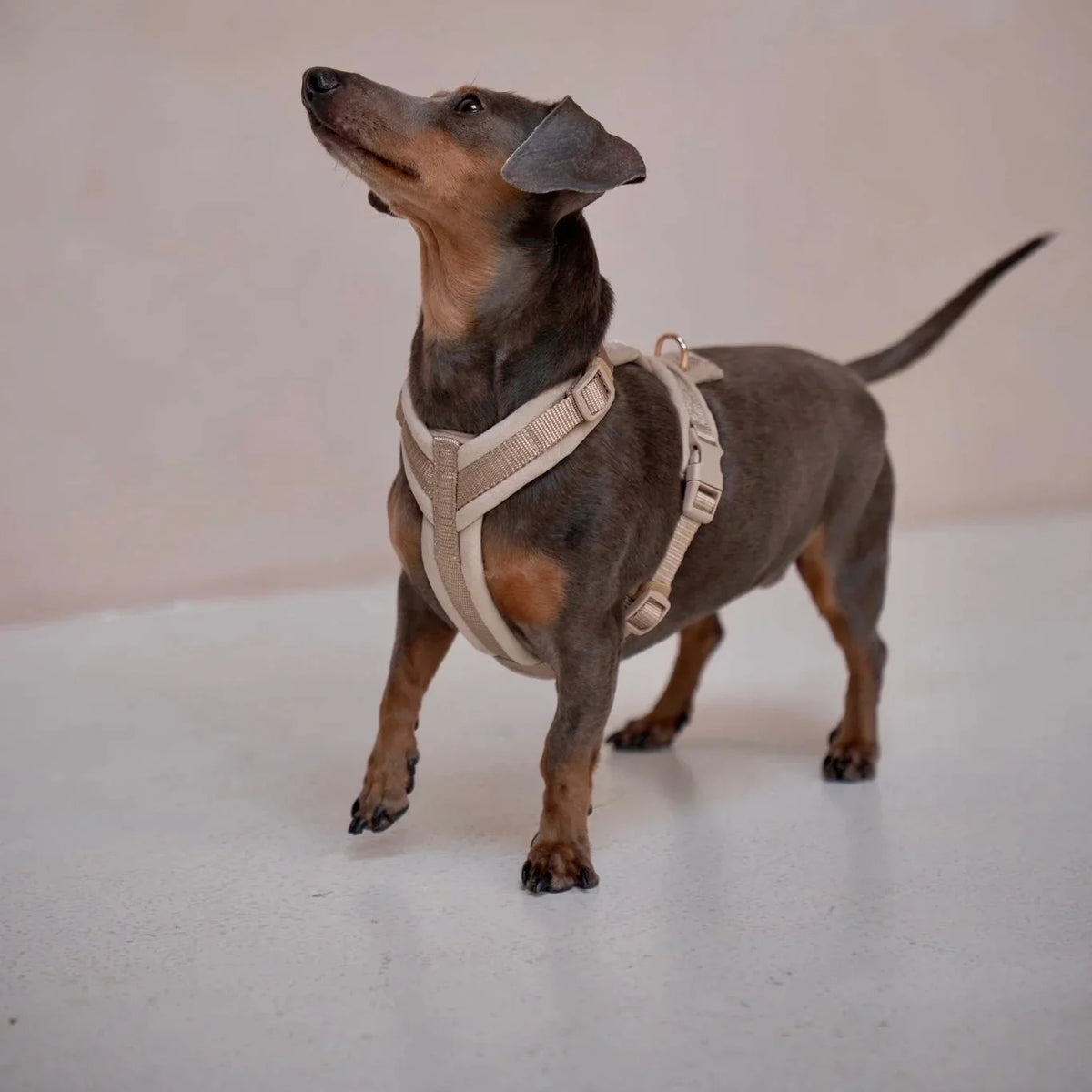 Sand Velvet Dog Harness, detail view
