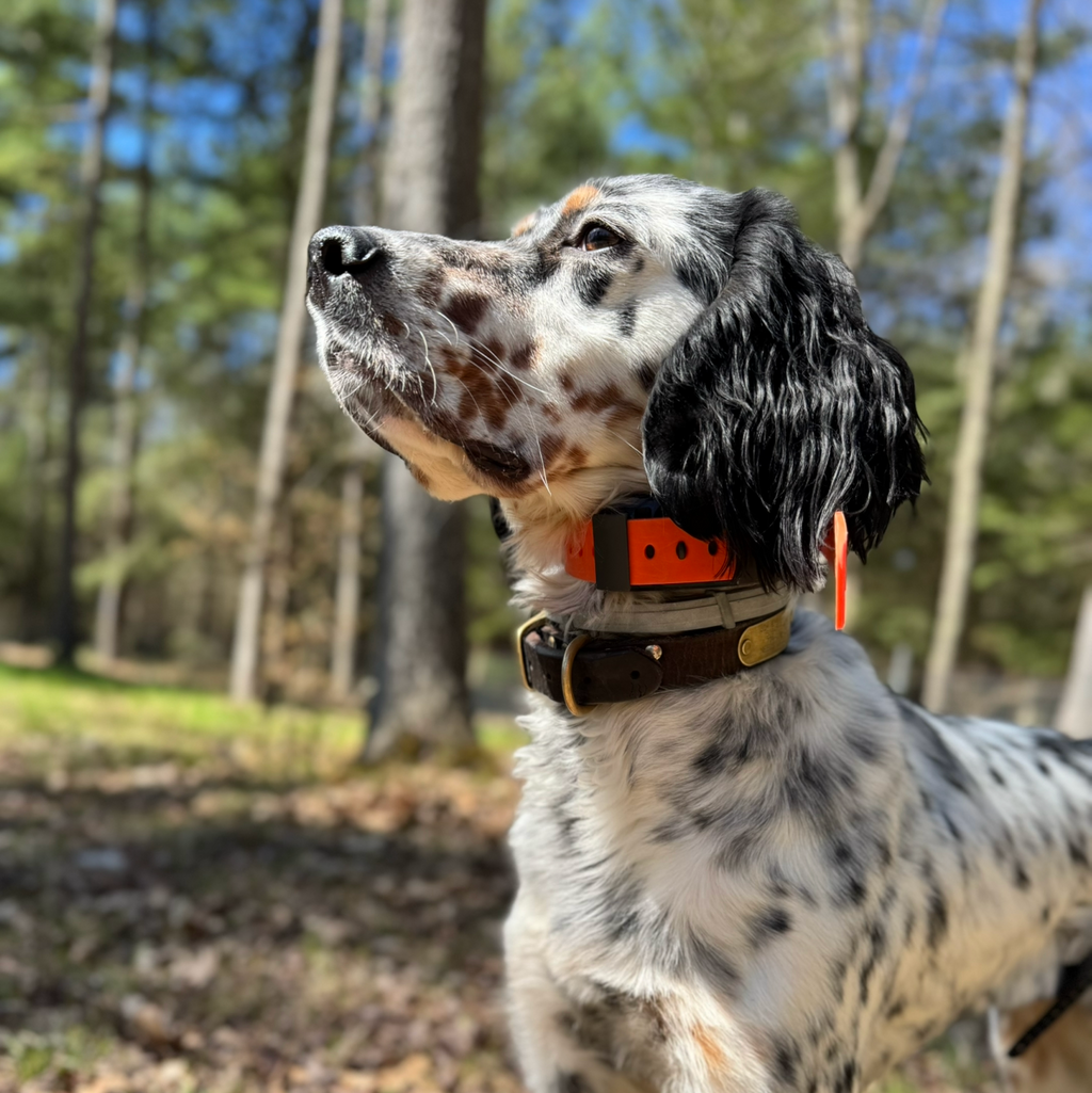 Hoss Straps Dog Training Collar Setup – Adjustable Training Collar – alternate view 3
