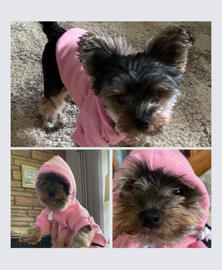 Pet Hoodies for Dogs – front view