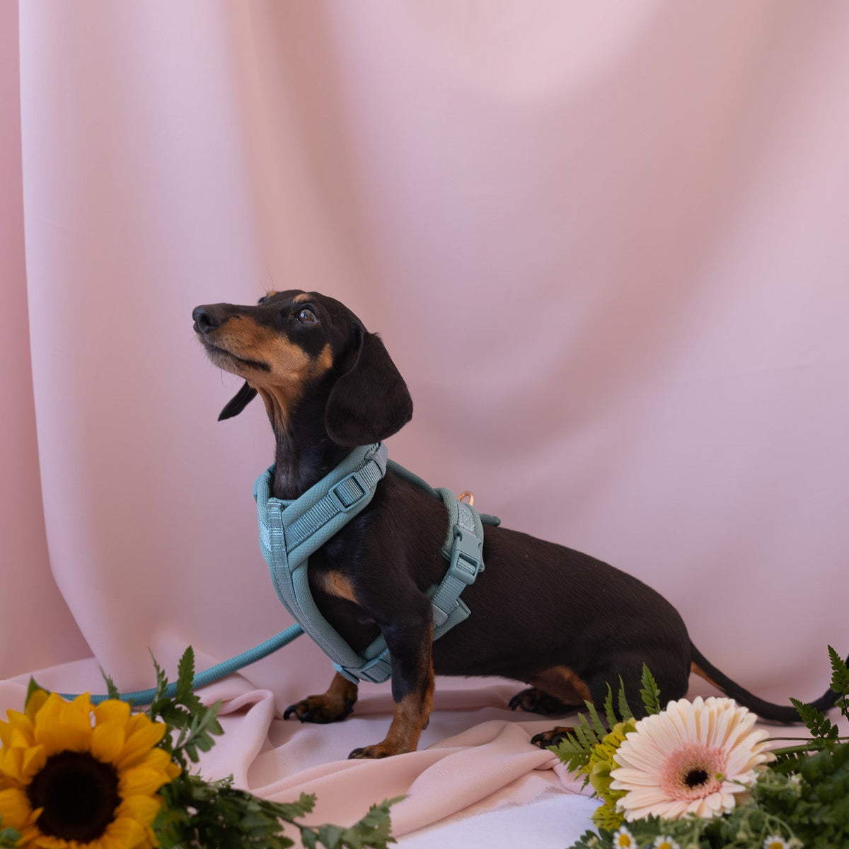 Blue Comfort Dog Harness, detail view