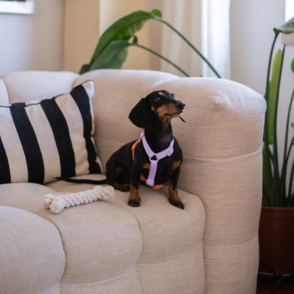 FURLOU lavender and terracotta dog harness, adjustable straps close-up