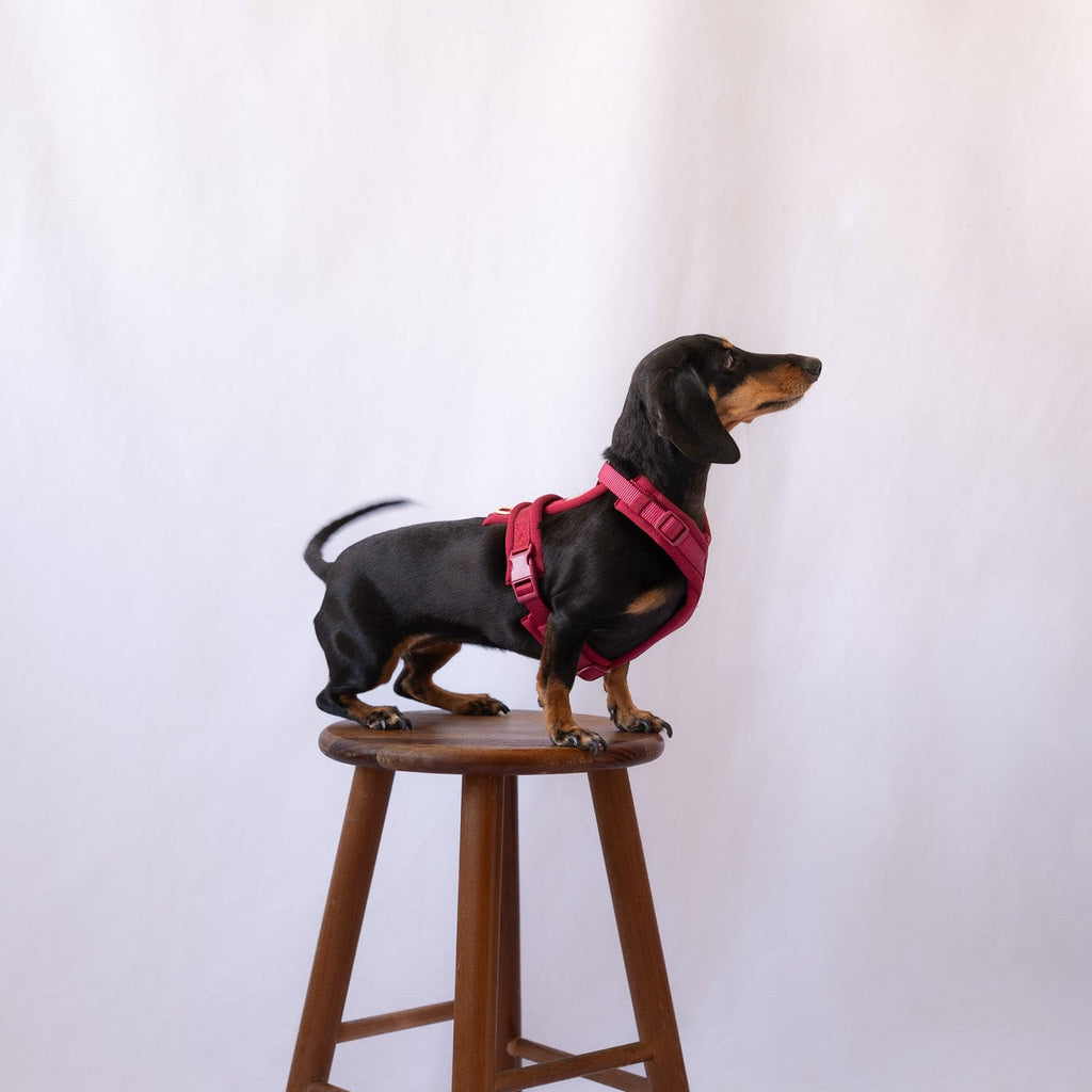 Bordeaux Comfort Dog Harness, detail view