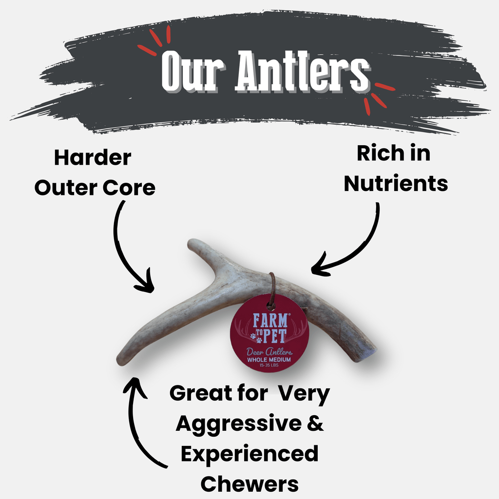 Deer Antler Dog Chews | Organic Chews for Dogs – alternate view 4