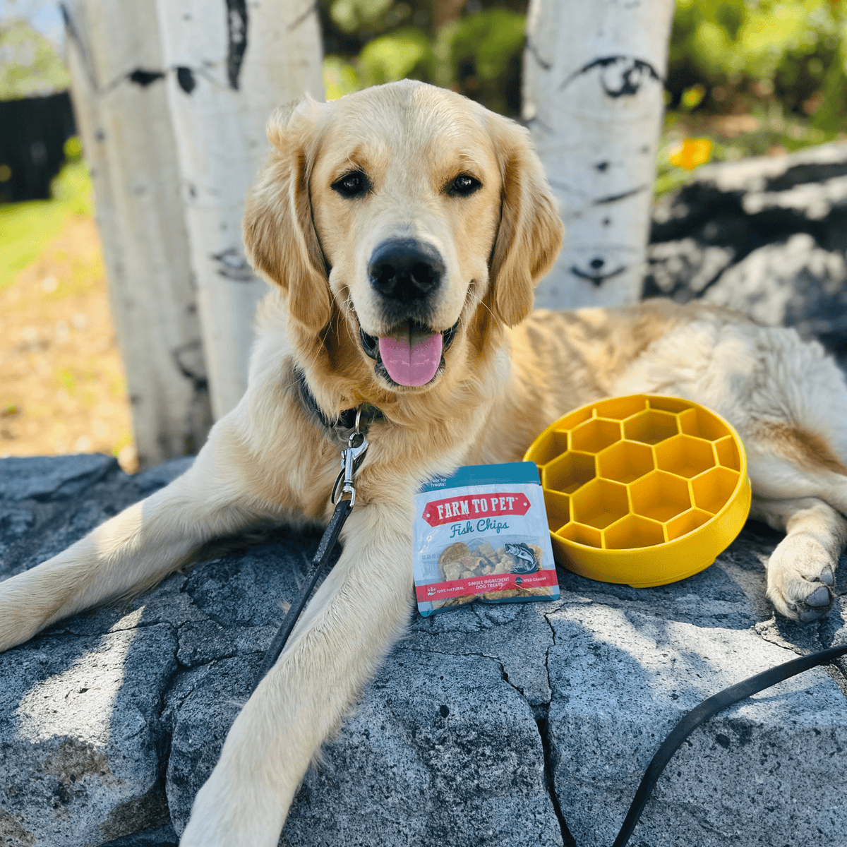 Slow Feeder Dog Bowls – alternate view 13