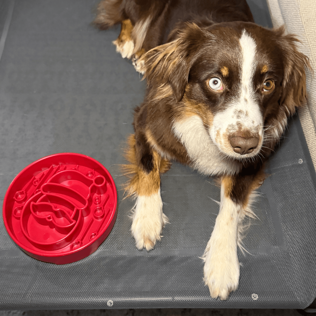 Slow Feeder Dog Bowls – alternate view 20