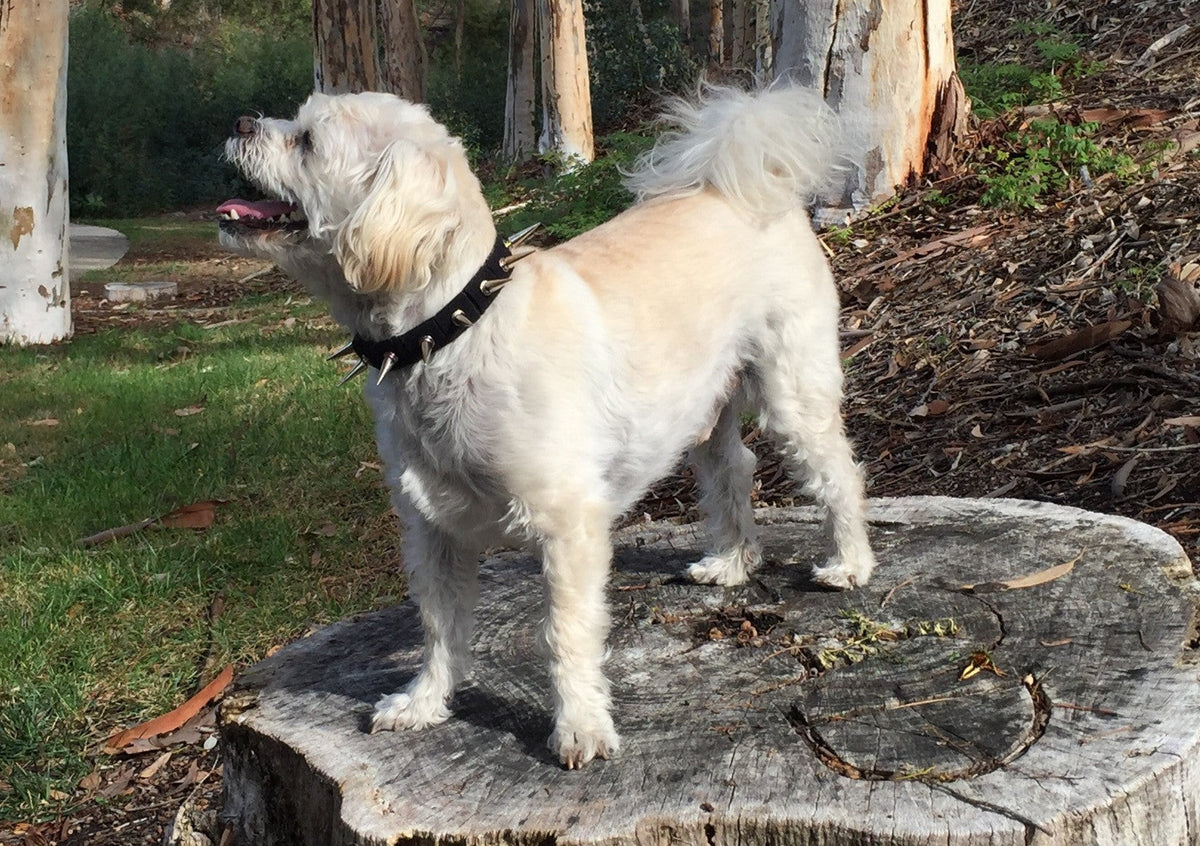 CoyoteCollar – Protective Dog Collar – alternate view 5